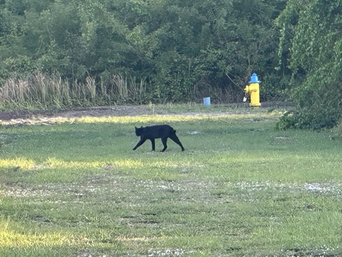 Bobcat photographed in Florida