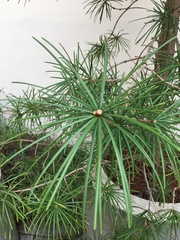 Sciadopitys verticillata