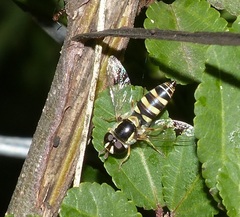 Ischiodon aegyptius