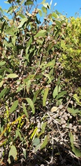 Eucalyptus cosmophylla
