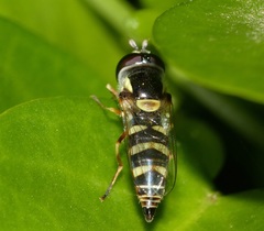Ischiodon aegyptius
