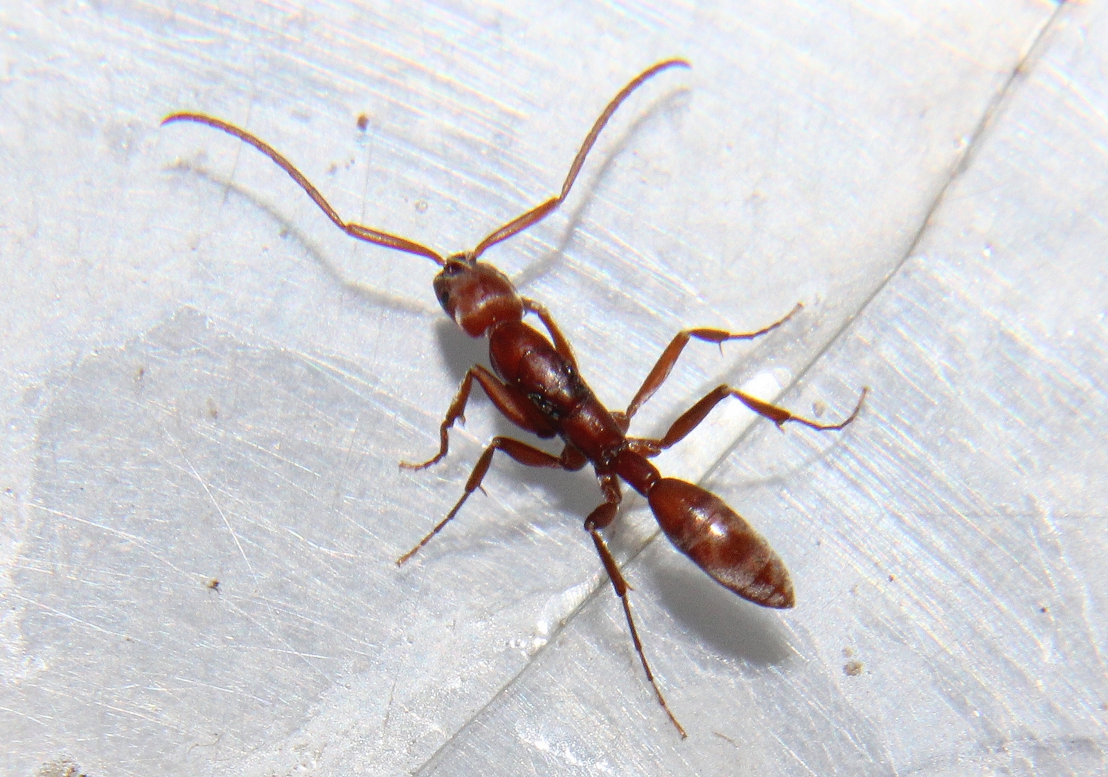 Platythyrea clypeata