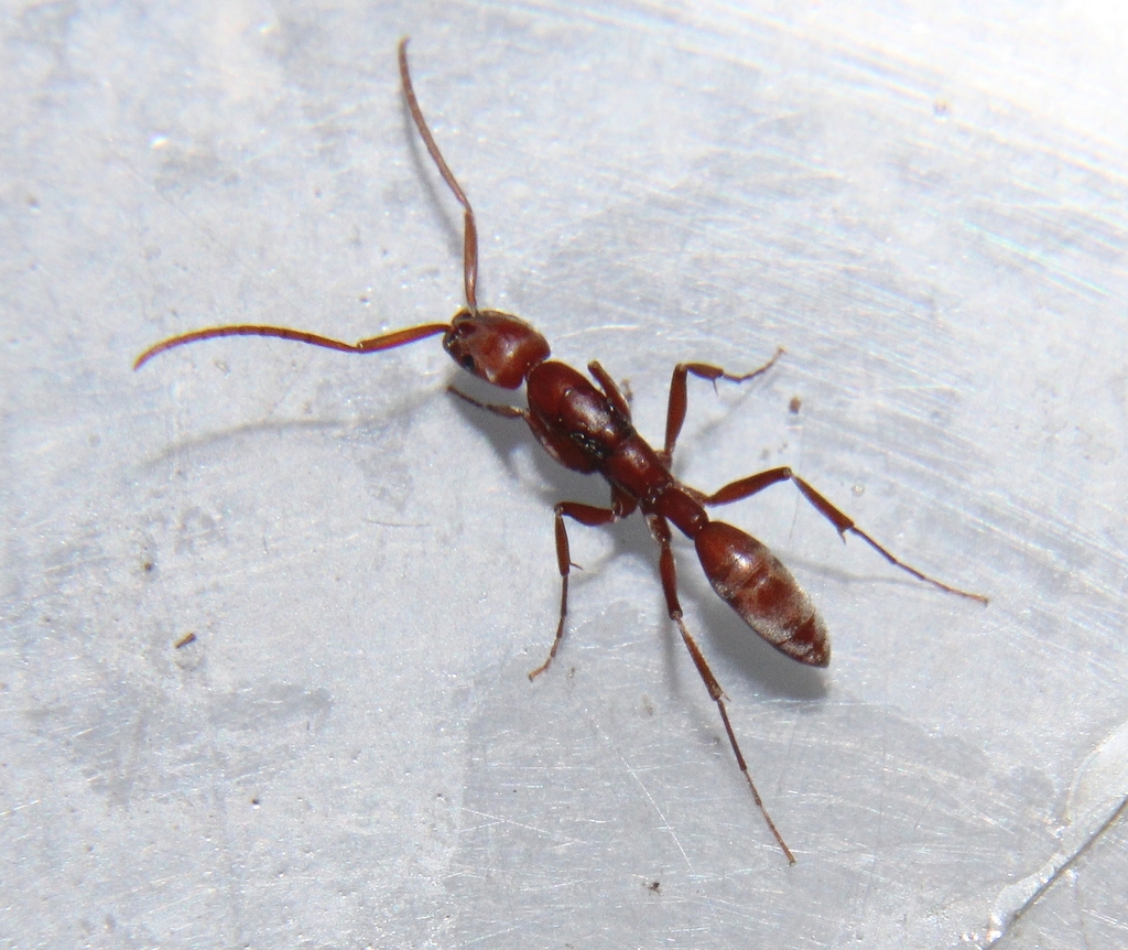 Platythyrea clypeata