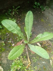 Taraxacum officinale