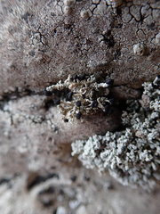 Stereocaulon gregarium