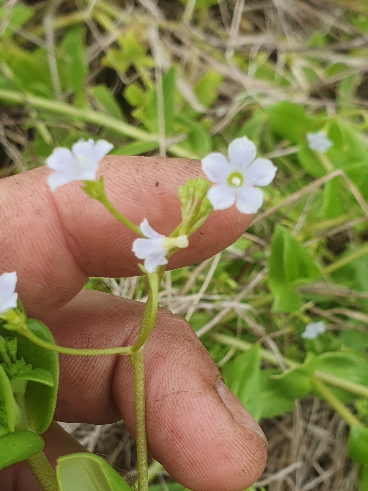 Imagem de Cipó-uva