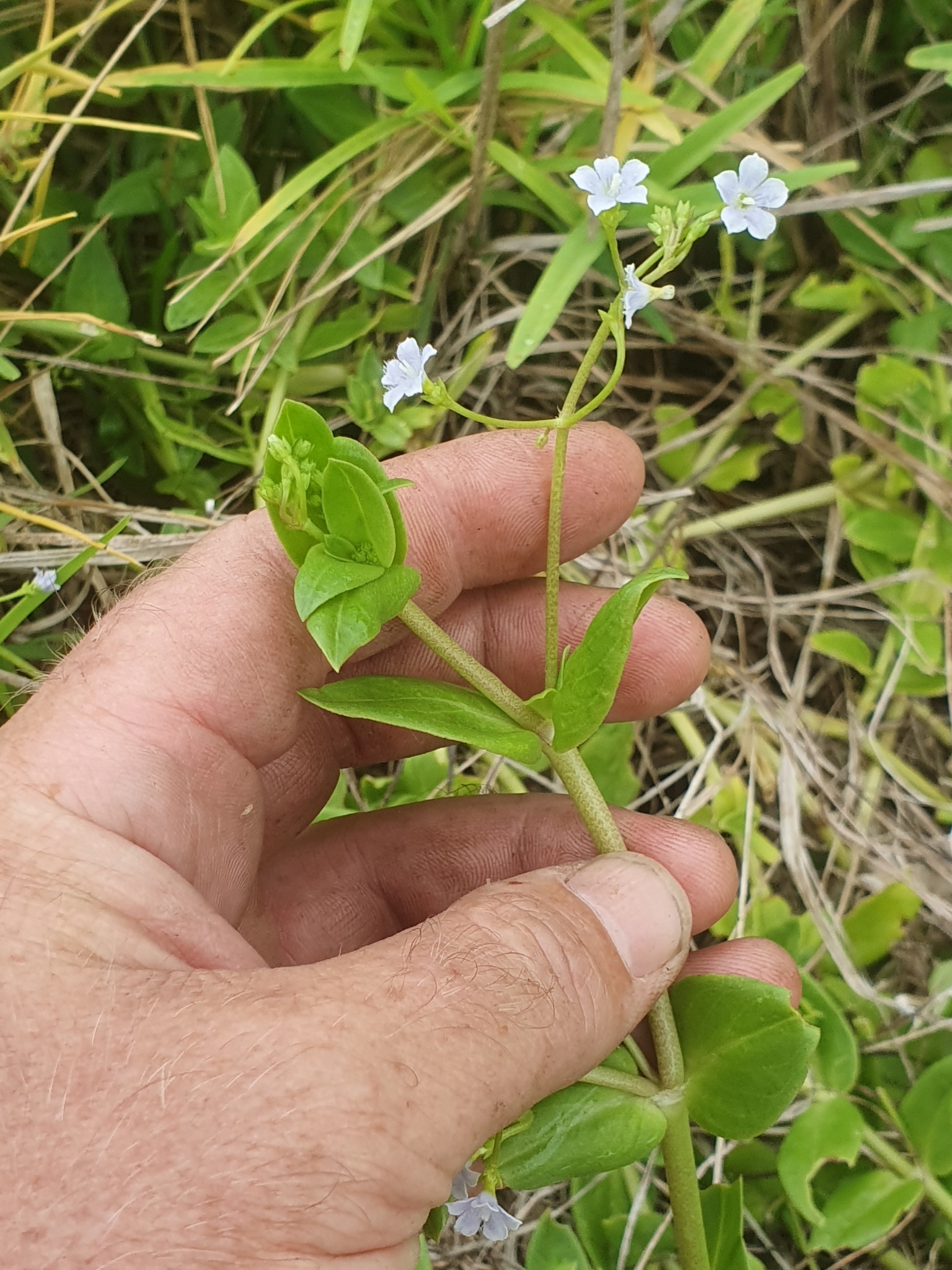 Imagem de Cipó-uva