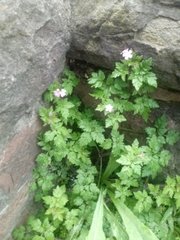 Geranium robertianum