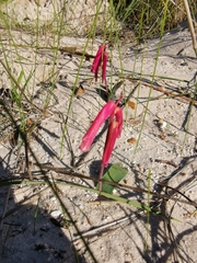 Lachenalia punctata