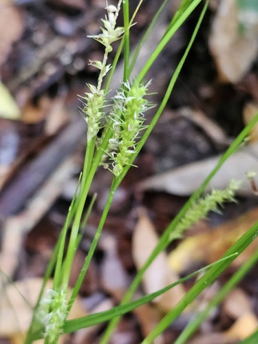 Carex tsushimensis iNat (3)