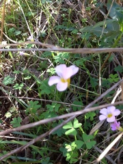 Oxalis caprina