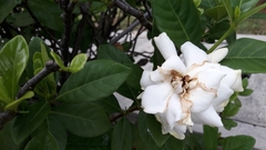 Gardenia jasminoides
