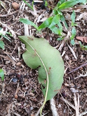 Oecophylla smaragdina