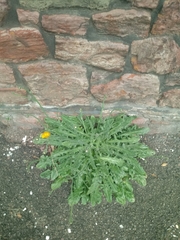 Taraxacum officinale