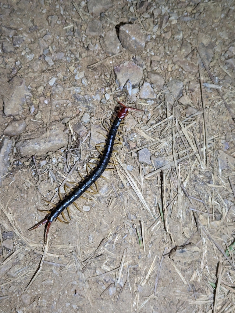 Chinese Red-headed Centipede from 中国南京市 邮政编码: 211133 on March 30, 2024 ...