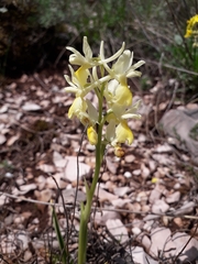 Orchis pauciflora