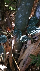 Cissus discolor