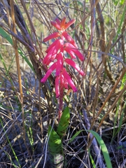 Lachenalia punctata