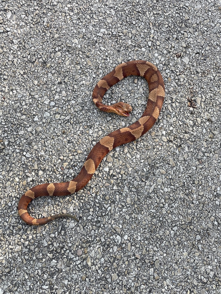 Broad-banded Copperhead from Lake Mineral Wells State Park & Trailway ...