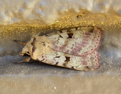Diarsia esurialis