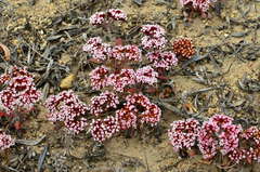 Chorizanthe wheeleri