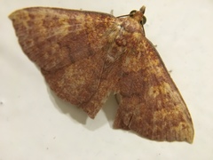 Singara diversalis