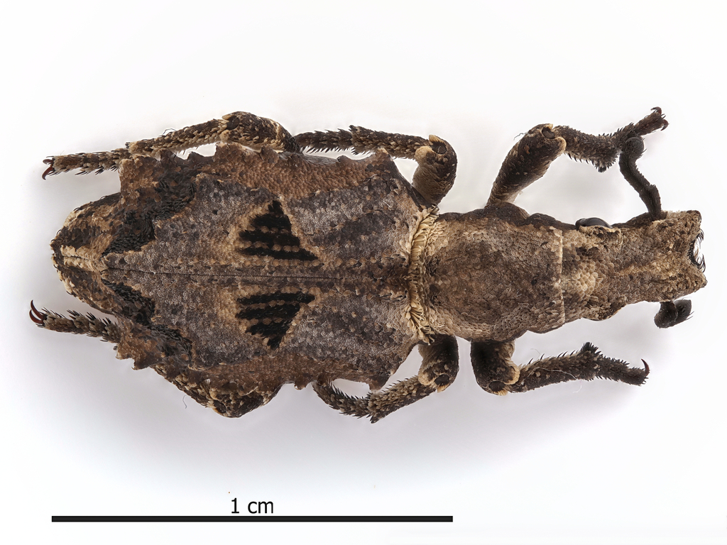 Microcerus