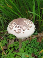 Macrolepiota konradii