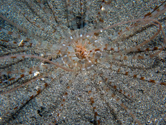 Isarachnanthus bandanensis