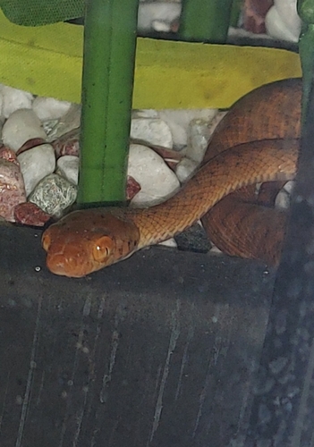 Brown Tree Snake sighting