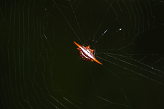 Gasteracantha versicolor
