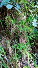 Pogonatherum crinitum