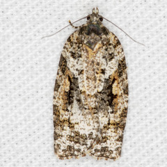 Thrincophora signigerana