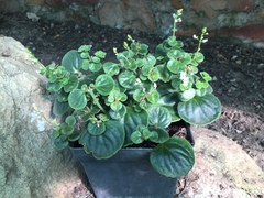 Plectranthus purpuratus