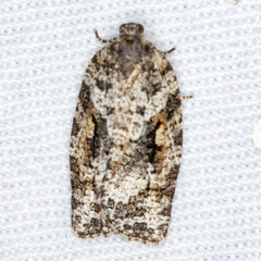 Thrincophora signigerana