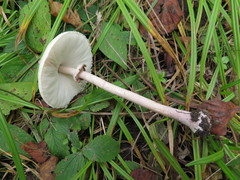 Macrolepiota konradii