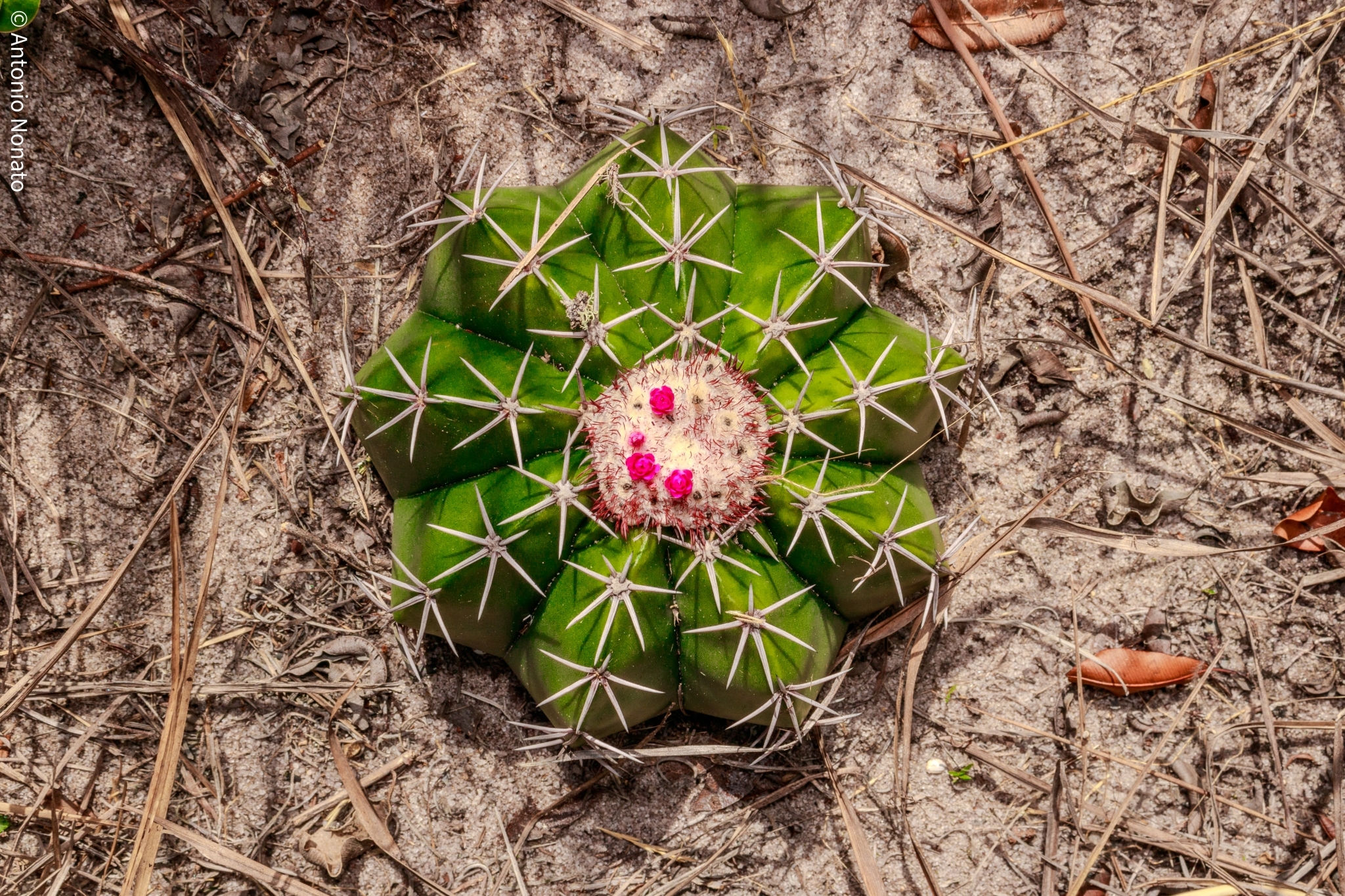 Melocactus violaceus