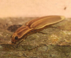 Semiotus ligneus image