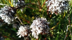 Serruria furcellata
