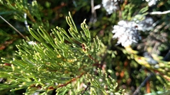 Serruria furcellata