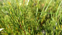 Serruria furcellata