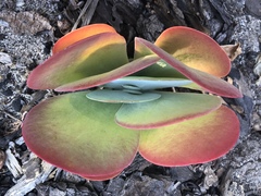 Kalanchoe luciae