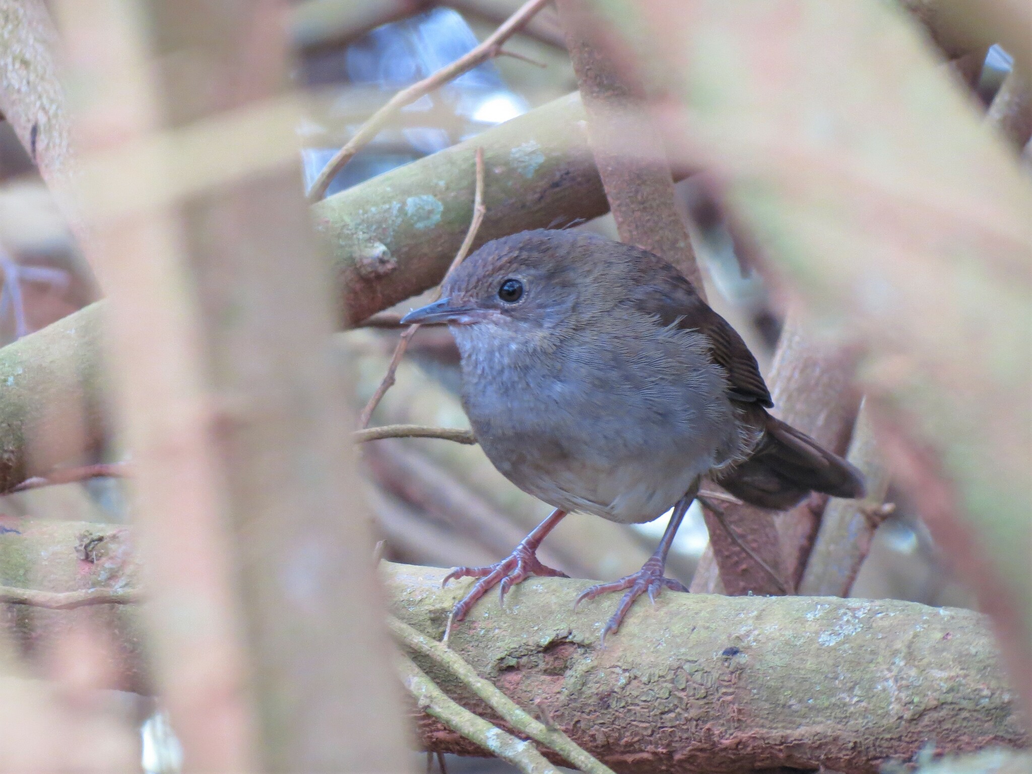 Knysna Warbler illustration