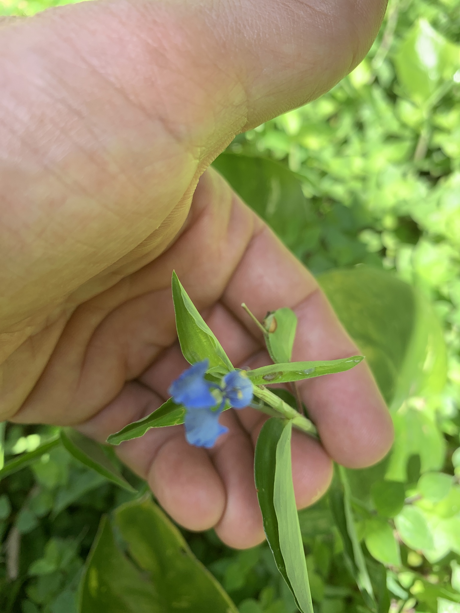 Commelina diffusa