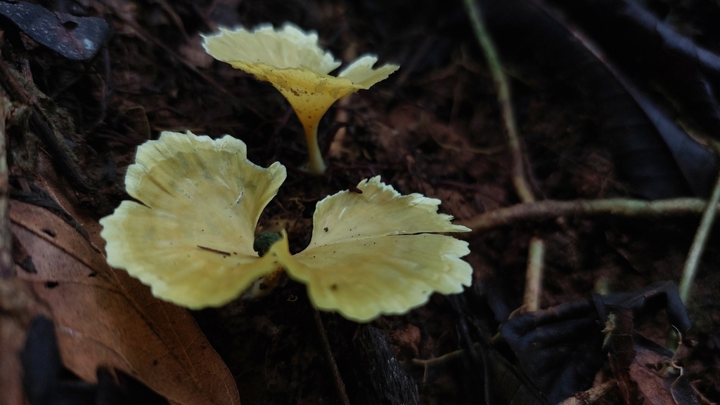 Cotylidia aurantiaca · March 2024 · photo: © andre_rc (iNaturalist, cc-by)