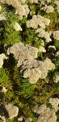 Cassinia complanata