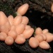 Lycogala conicum - Photo (c) Rich Hoyer, some rights reserved (CC BY-NC-SA), uploaded by Rich Hoyer