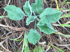 Calystegia subacaulis subacaulis