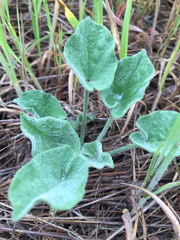 Calystegia subacaulis subacaulis