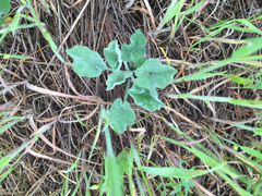Calystegia subacaulis subacaulis
